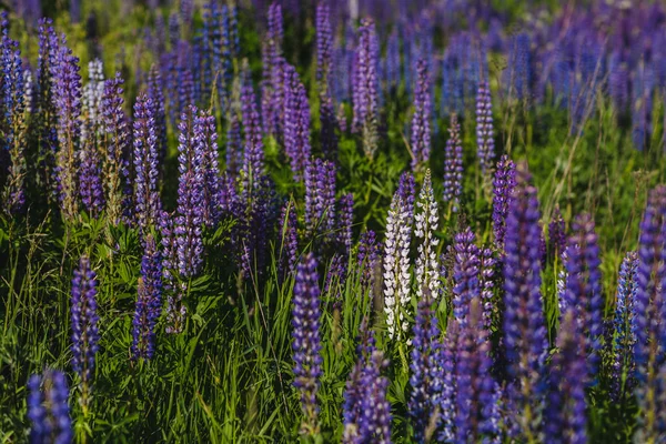 Champ de lupin violet et blanc — Photo