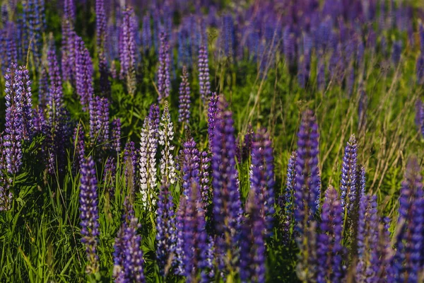 Champ de lupin violet et blanc — Photo