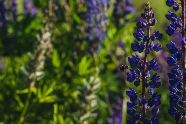 Lupines violettes et bourdons volants — Photo