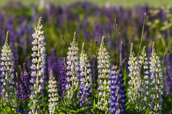 Lupines blanches Vue rapprochée — Photo