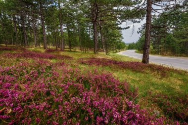 Tara Dağı 'nda pembe çiçek açan Heather Çiçeği