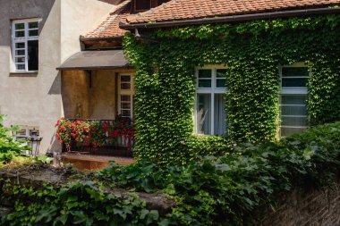 Ivy, Petrovaradin 'deki Sırp Evini Kapsadı