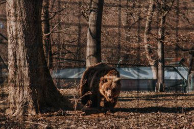 Romanya 'daki Libearty Bear Tapınağı' nda yaşayan kahverengi ayı. Vahşi hayvan acıdan kurtuldu ve şimdi Transilvanya 'nın Zarnesti kentinin yukarısındaki Karpat Dağları' nda doğal bir yaşam alanında yaşıyor..