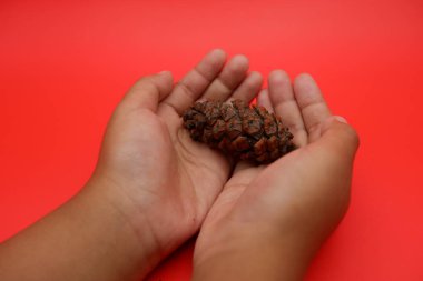 Kırmızı Arkaplanda Çam Kozalağı İzole Edildi