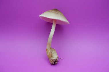 Mor Arkaplanda Uzun Köklü Taze Mantar