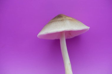 Mor Arkaplanda Uzun Köklü Taze Mantar