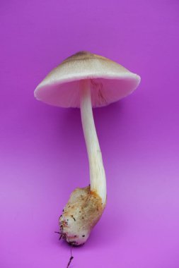 Mor Arkaplanda Uzun Köklü Taze Mantar