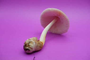 Mor Arkaplanda Uzun Köklü Taze Mantar