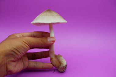 Mor Arkaplanda Uzun Köklü Taze Mantar