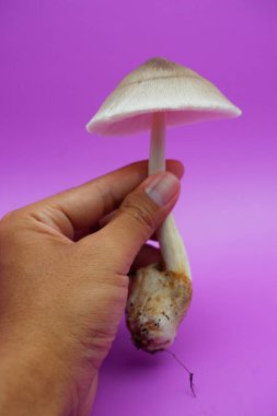 Mor Arkaplanda Uzun Köklü Taze Mantar