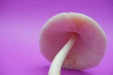 Mor Arkaplanda Uzun Köklü Taze Mantar