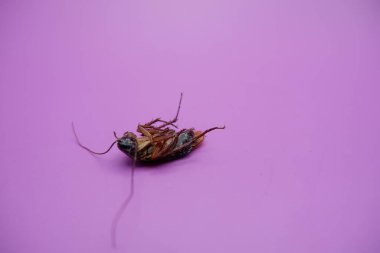 Mor Arkaplanda Ölü Hamamböceği