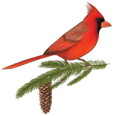 Kuzeyli erkek kardinal, kırmızı Cardinalis Cardinalis, beyaz üzerine izole edilmiş.