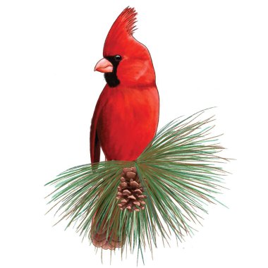 Kuzeyli erkek kardinal, kırmızı Cardinalis Cardinalis, beyaz üzerine izole edilmiş.