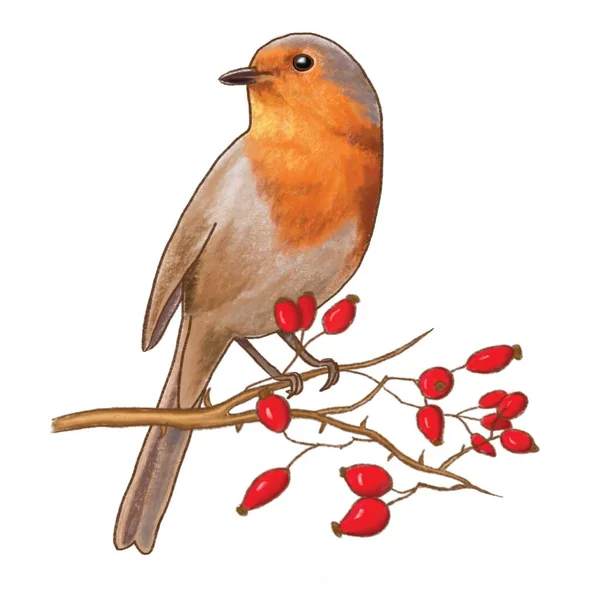 Rouge robin sur une branche, sur un fond blanc — Photo