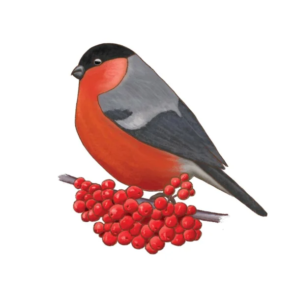 Κάθεται Bullfinch κάθεται σε ένα κλαδί βατόμουρο rowan απομονωμένο — Φωτογραφία Αρχείου