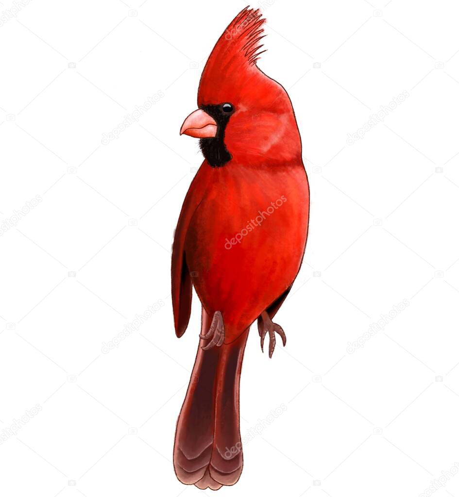 sitting Male northern cardinal, red Cardinalis cardinalis, isolated on white