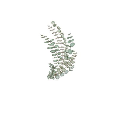 Okaliptüs dekorasyonu, kopyalama alanı kompozisyon gibi suluboya Kartlar için şifalı bitkiler, düğün davetiyesi,