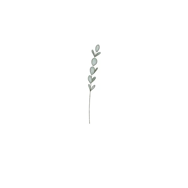 Евкаліптові гілки, елемент дизайну, простір для копіювання, акварель як композиція Трави для карт — стокове фото