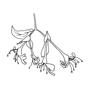 Kurumuş çiçekler, beyaz arka planda kuru çimenler elle çizilmiş illüstrasyon, minimalizm tarzı. İkebana. Plantago Major, mürekkep kalemi eskizi. Vektör logosu tasarım şablonu, rozet