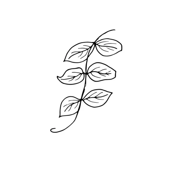 Flores secas, hierba seca sobre un fondo blanco, ilustración de grabado dibujado a mano, estilo minimalista. Ikebana. — Archivo Imágenes Vectoriales