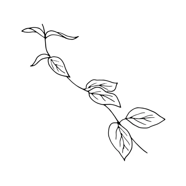 Flores secas, hierba seca sobre un fondo blanco, ilustración de grabado dibujado a mano, estilo minimalista. Ikebana. — Vector de stock