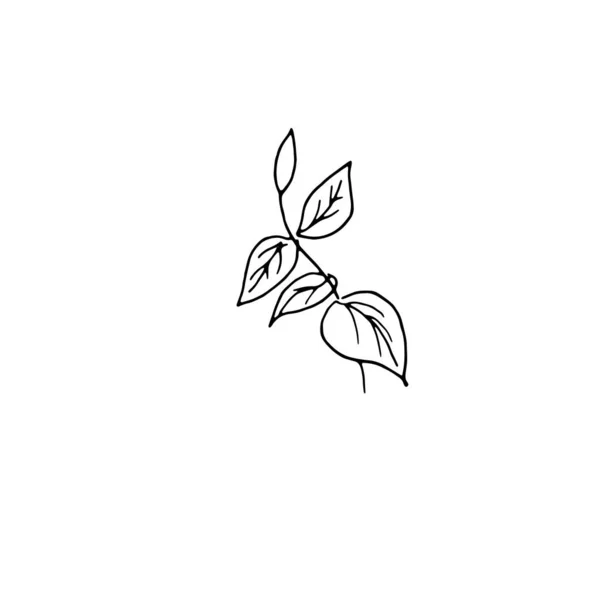 Flores secas, hierba seca sobre un fondo blanco, ilustración de grabado dibujado a mano, estilo minimalista. Ikebana. — Archivo Imágenes Vectoriales