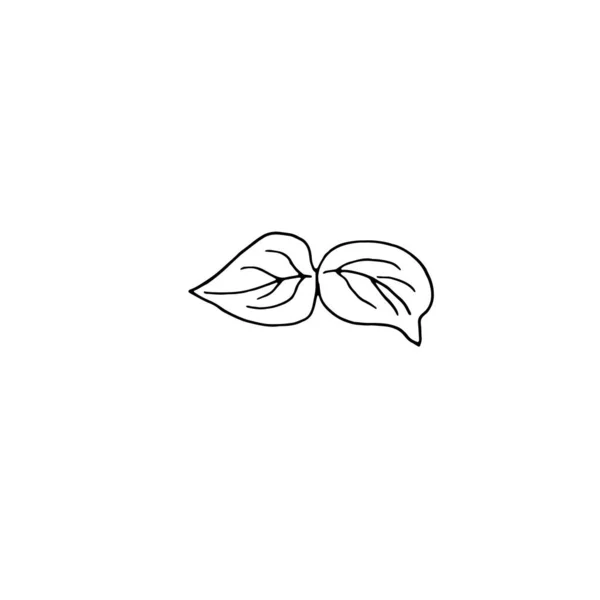 Gedroogde bloemen, droog gras op een witte achtergrond, met de hand getekende gravure illustratie, minimalisme stijl. Ikebana. — Stockvector