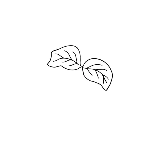Flores secas, hierba seca sobre un fondo blanco, ilustración de grabado dibujado a mano, estilo minimalista. Ikebana. — Archivo Imágenes Vectoriales