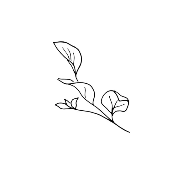 Flores secas, hierba seca sobre un fondo blanco, ilustración de grabado dibujado a mano, estilo minimalista. Ikebana. — Vector de stock