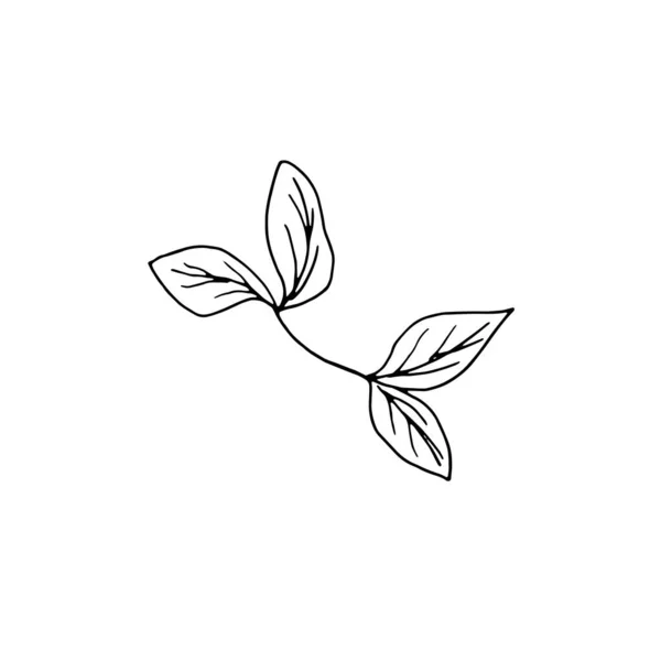 Flores secas, hierba seca sobre un fondo blanco, ilustración de grabado dibujado a mano, estilo minimalista. Ikebana. — Archivo Imágenes Vectoriales