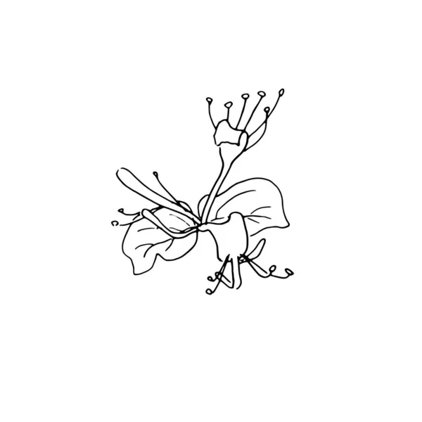 Torkade blommor, torrt gräs på en vit bakgrund, handritad gravyr illustration, minimalism stil. Ikebana. — Stock vektor