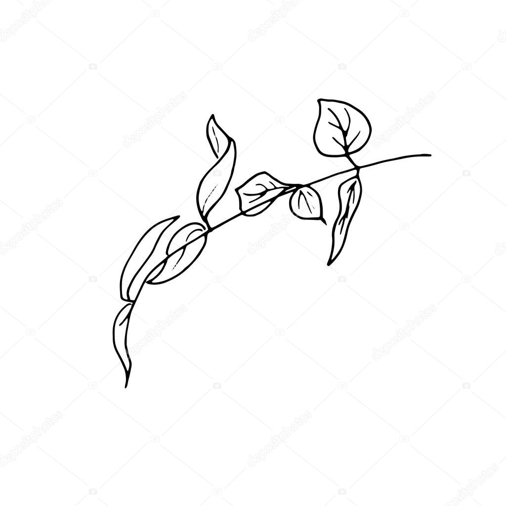 dried flowers, dry grass on a white background,Hand drawn engraving illustration, minimalism style. Ikebana.