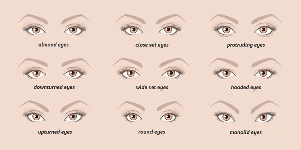 Verschillende soorten van de ogen van de vrouw. — Stockvector