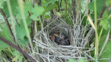 Yuvaya yerleştirme birdschicks