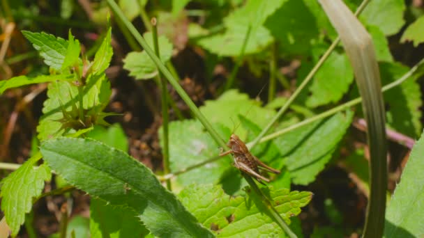 Sprinkhaan op gras — Stockvideo