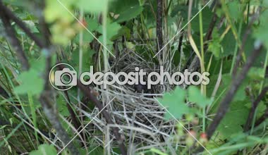 Yuvadaki kuşlar piliçler iç içe geçirme