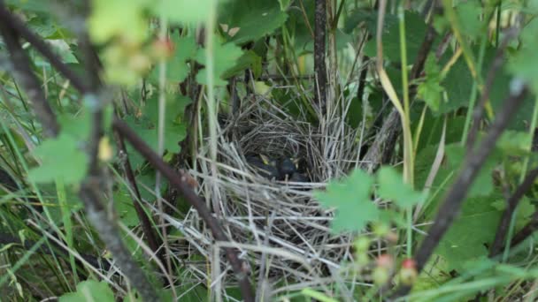 Nesten van vogels in het nest kuikens — Stockvideo