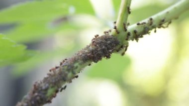 Grup yaprak biti ve karıncalar dal