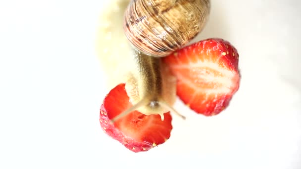 Slak kruipen onder de aardbeien op een wit — Stockvideo