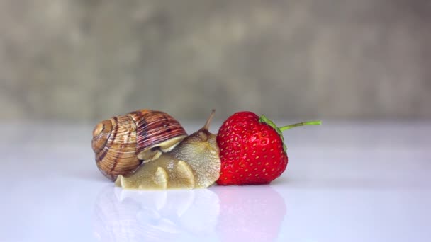 Caracol arrastrándose sobre fresas — Vídeo de stock