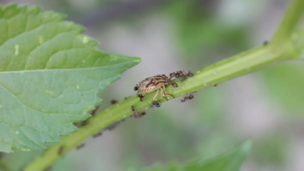 Myror attackerade insekten — Stockvideo