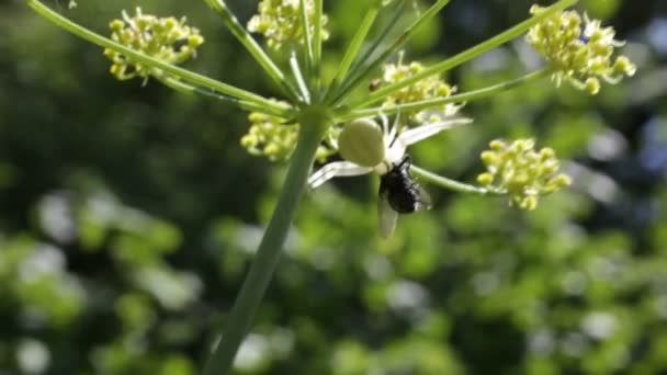 Spinne hat die Fliege gefangen — Stockvideo