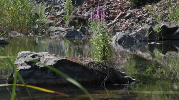 Piedra en el agua — Vídeos de Stock