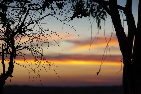 Pôr-do-sol rosa através das árvores Fotografias De Stock Royalty-Free
