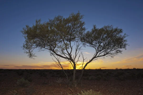 Baum bei Sonnenuntergang — Stockfoto