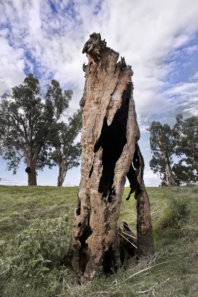 Alter toter Baum — Stockfoto