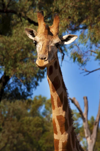 Tall Spotted Giraffe from Africa at Dubbo Zoo, NSW, Australia — Stock Photo, Image