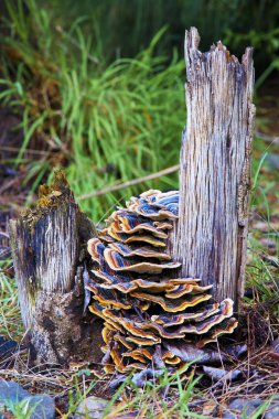 Renkli mantar ağaçta büyüyen