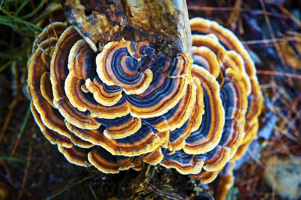 Colorful Fungi Growing On A Tree — Stock Photo, Image